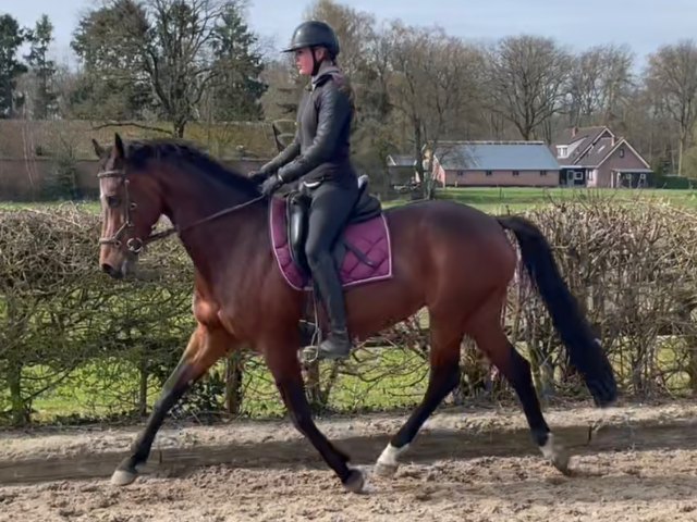 Bloedmooie en talentvolle ( fok) elitemerrie
