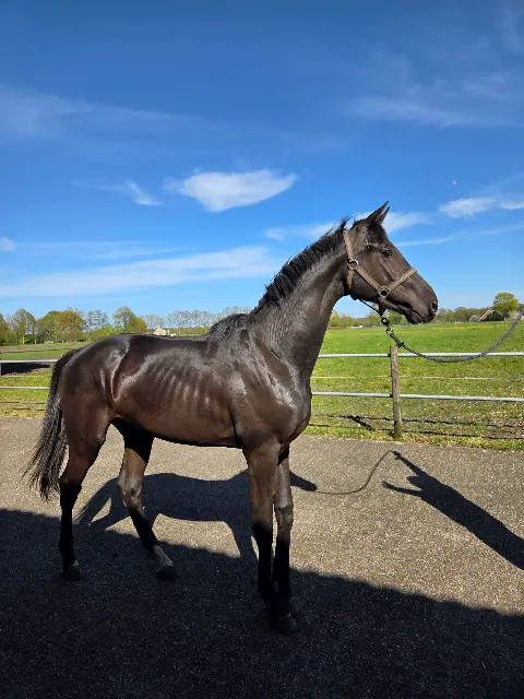 美しい2歳の牡馬