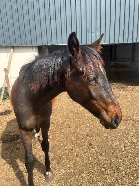 Feromas van Beek Z x Contendro II 産、魅力的な1歳牡馬
