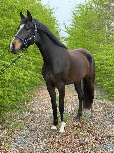 Jument de 4 ans par Next Level x Don Massimo