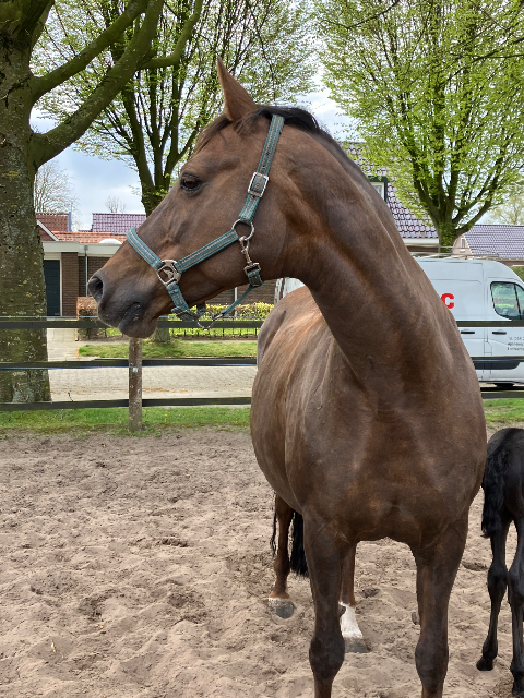 エリート馬場馬術牝馬、またはその牝仔馬（Filly）