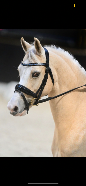 Poni Palomino C maestro (leermeester)
