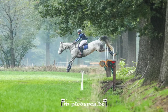 Eventing horses for sale