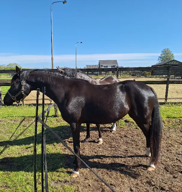 Jument noire de 3 ans poney D par Z2 Kroonmerrie