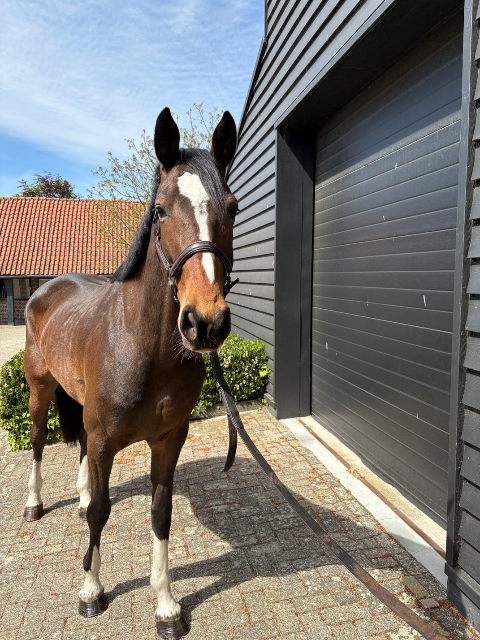 4-year-old mare Chatineu