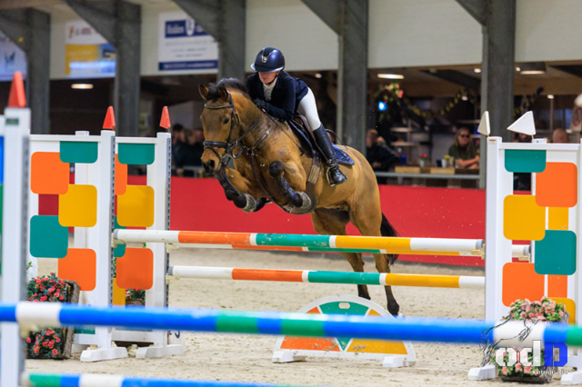 Encantador poni de deporte D polivalente, salto 1.10 m y doma Z1