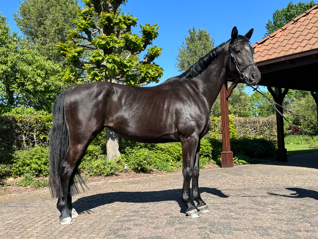 GLAMOURDALE産駒の馬場馬術用牝馬