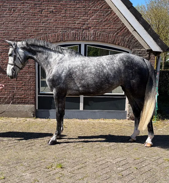 Cornet obolensky x Diarado