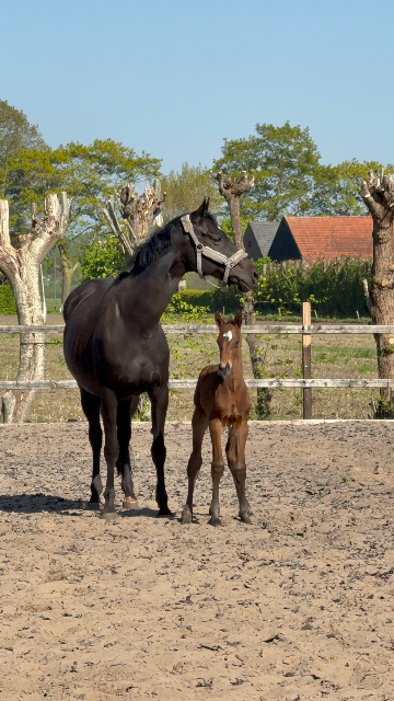魅力的な牝馬と牡の仔馬のセット