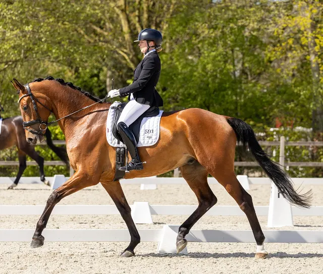 Handsome uncomplicated 6-year-old gelding Z1
