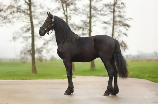 Hongre Frison de sport | Cheval de famille | Bomproof !