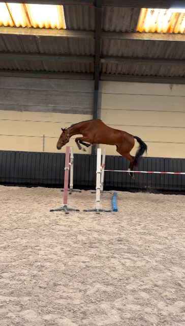 3-year-old Toetankhamon de Muze x Gemini XX mare
