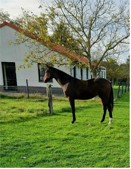 2 jarige merrie van Pifte van het houtemhof