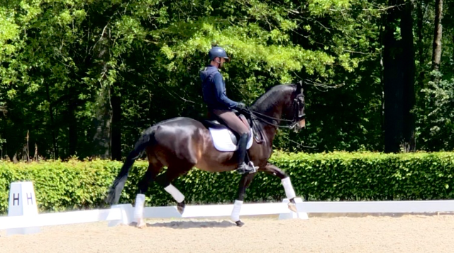 Caballo ideal para junior o young riders