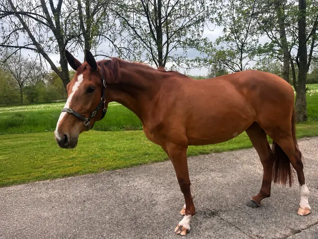 Interesting broodmare for sale!