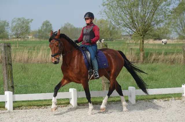 Very lovely and well-behaved mare