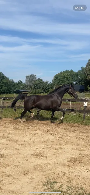 Broodmare, Inter 1, Elite black mare