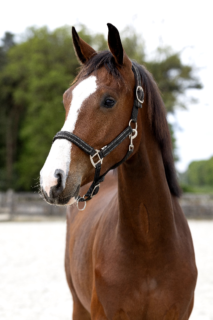 Vetted two-year-old gelding for sale