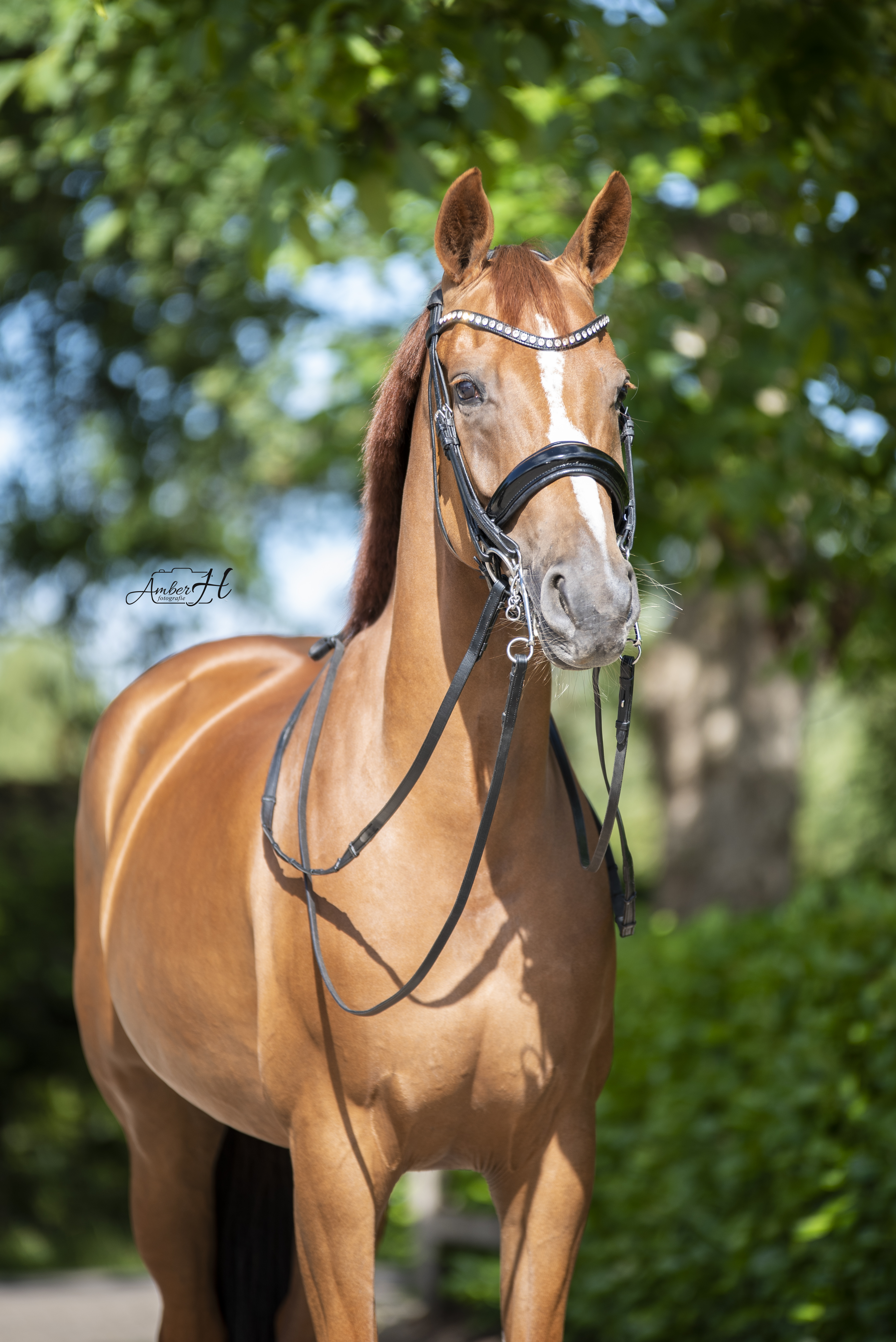 牝馬 Glock's Toto Jr. x Connaisseur 産駒 10歳牝馬 - ZZ zwaar