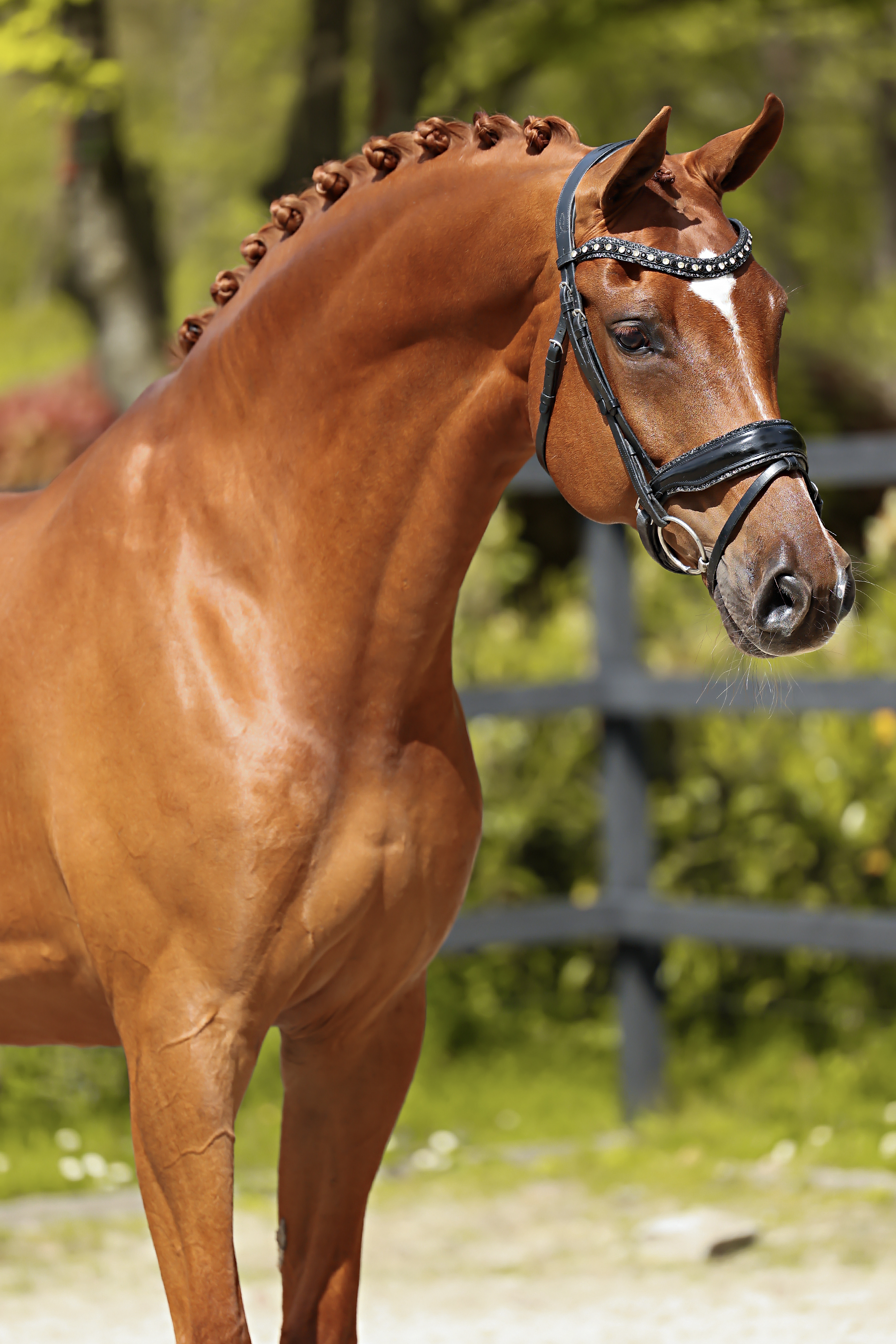 素晴らしい10歳のエリート牝馬。馬場馬術ZZ-Lichtレベル
