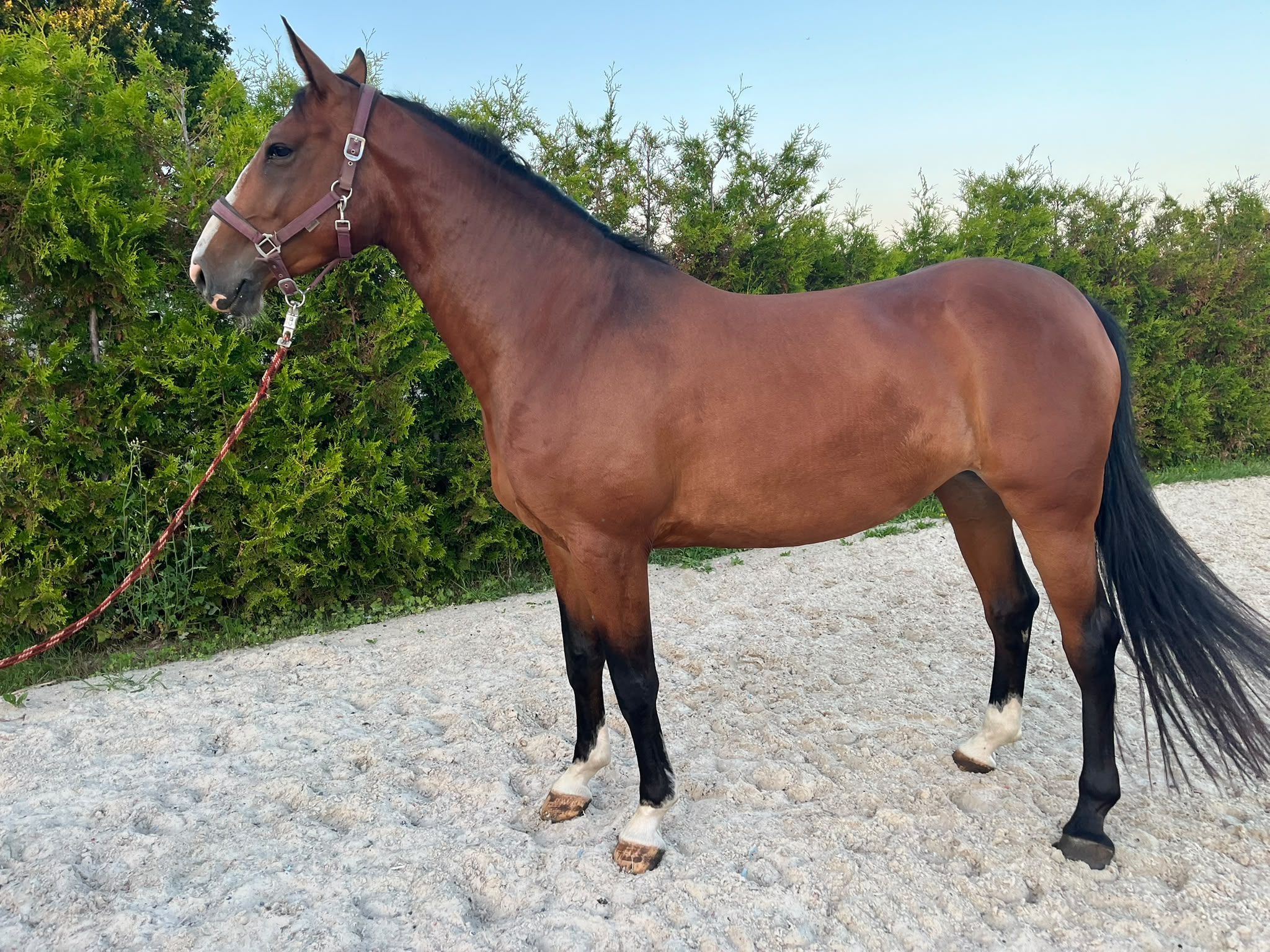 5歳牝馬 ( warrior x quavaroti) | SportHorses.jp