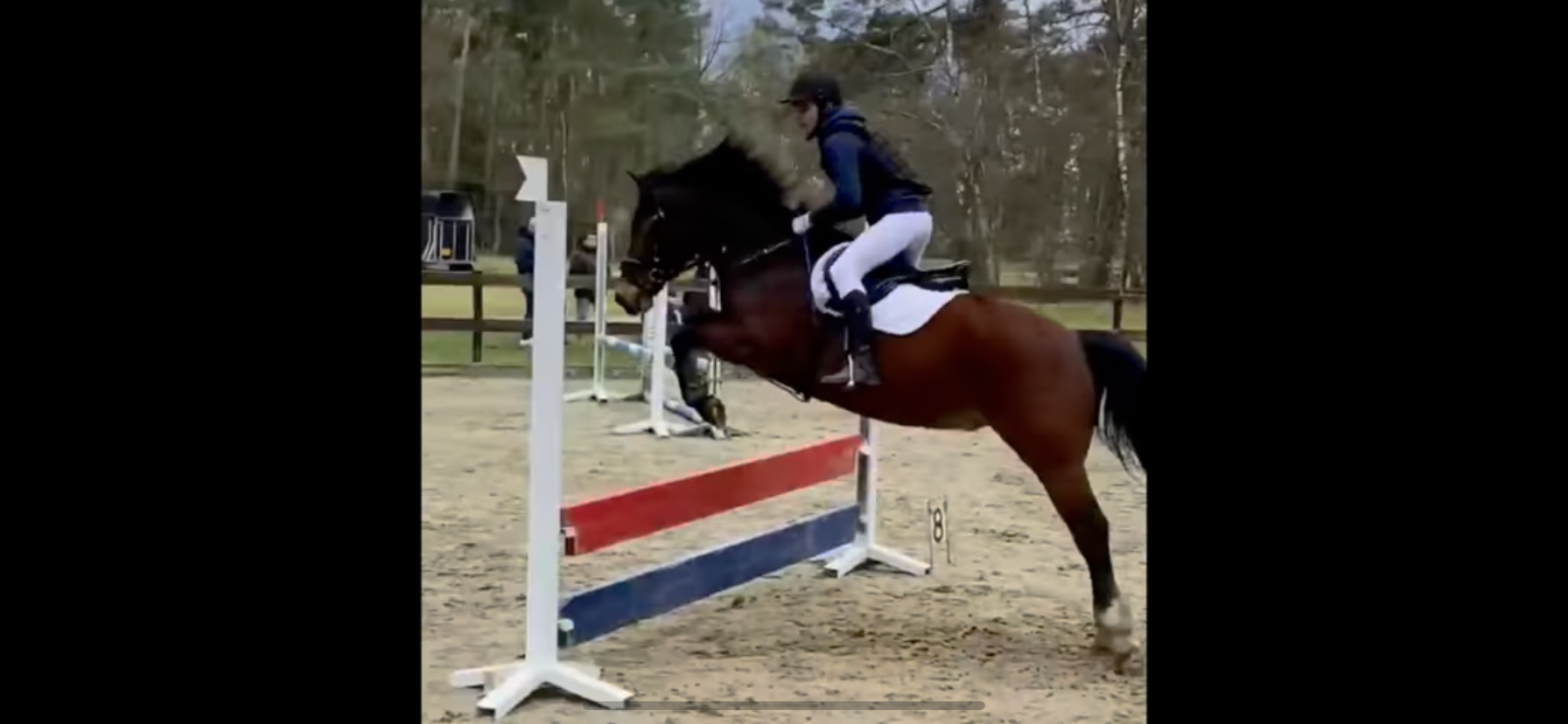 Topbrave New Forest D-Pony Allroundpferd inkl. 2 Prestige Sätteln ...