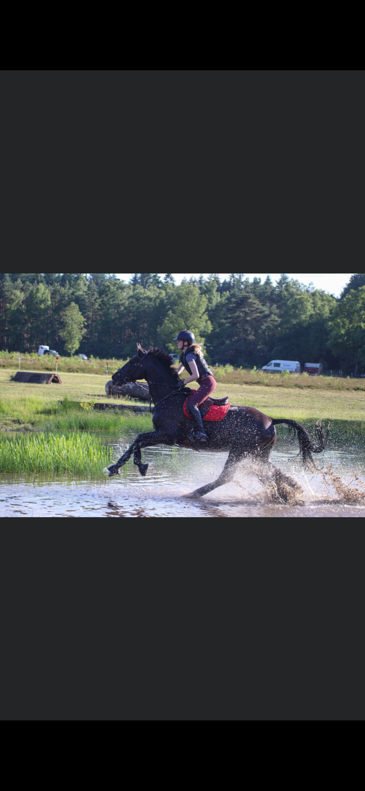 Super braver 15-jähriger Belgischer Warmblut Wallach (10131664 ...
