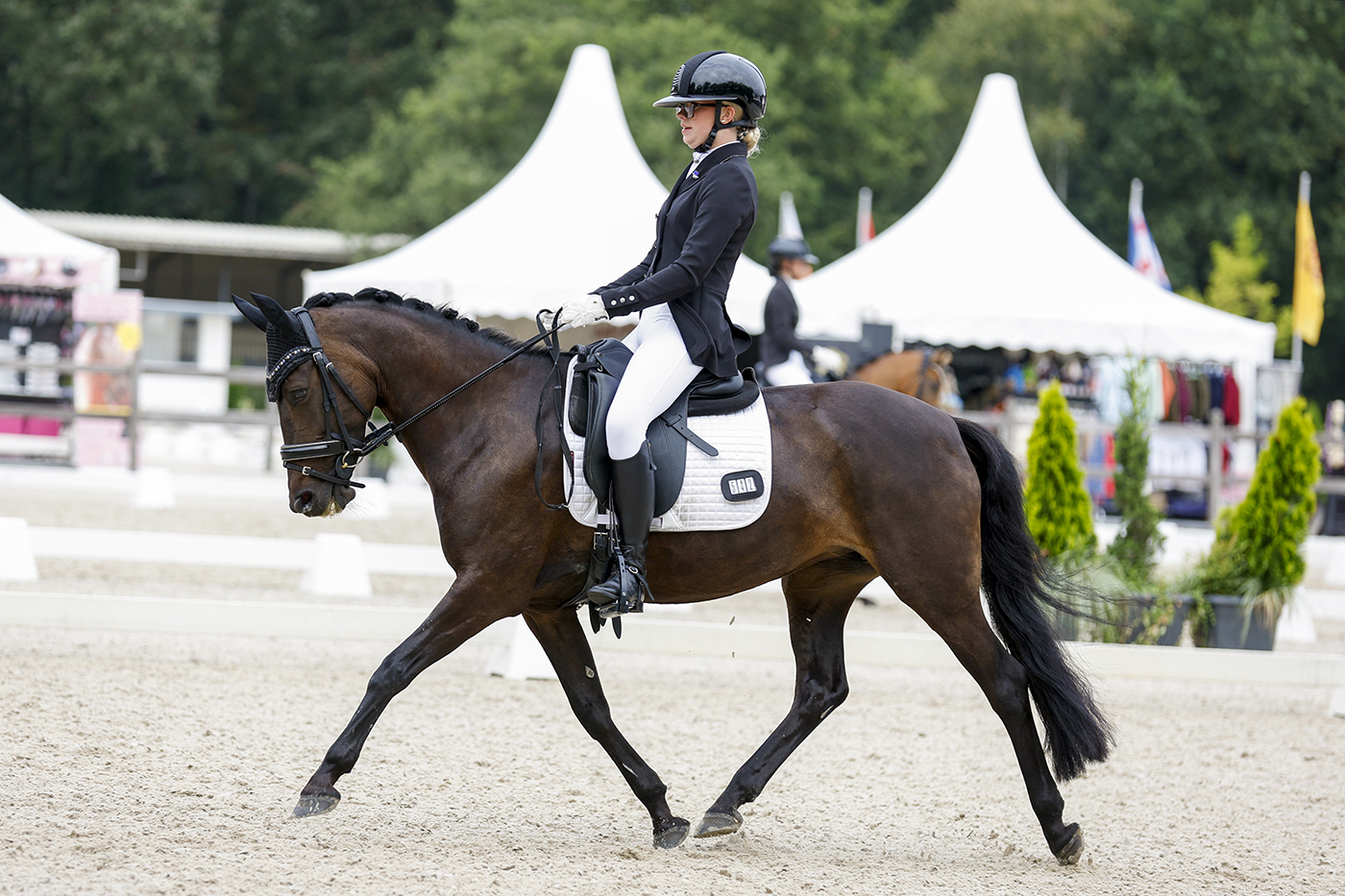 Top Allround-Dressur- und Sportpony | New Forest D-Stute (Z1, Ster ...