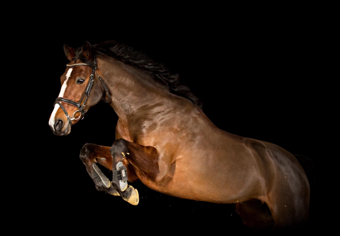 Deutsches Reitpony | Stute | Geboren 2009 | 146 cm (10132055) | Ponys ...