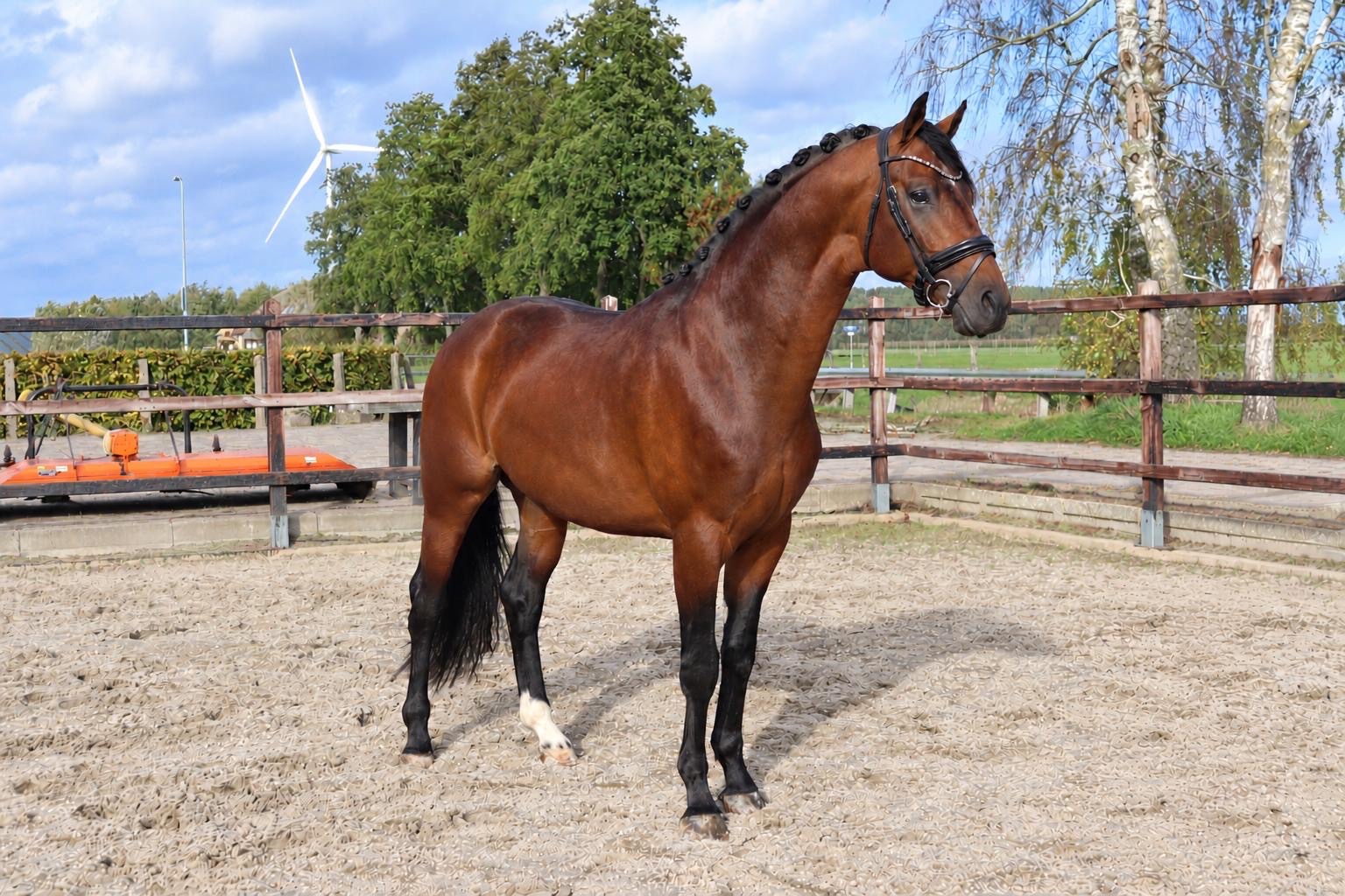 Trevor, Dressage horse, Stallion, 3 years (10132126) | Horses for sale ...