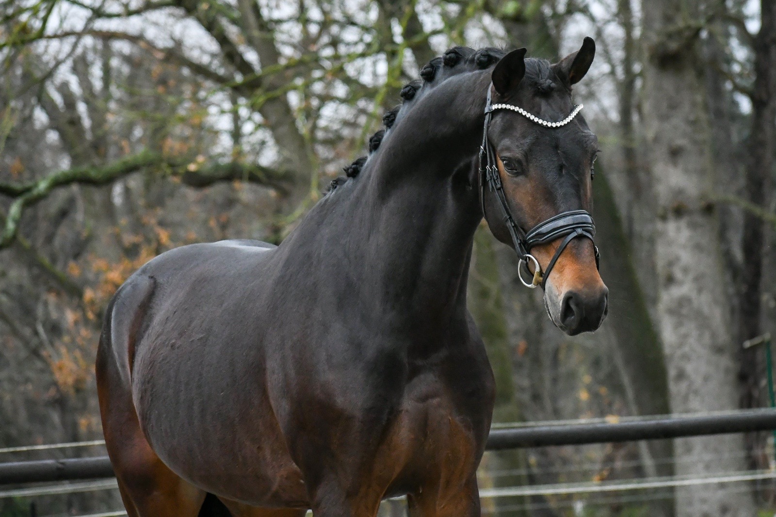 F&W Equine business