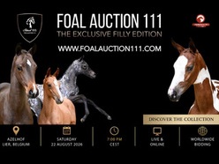 Foal Auction 111 - Exclusive Filly Auction, 22 augustus 2026, Lier