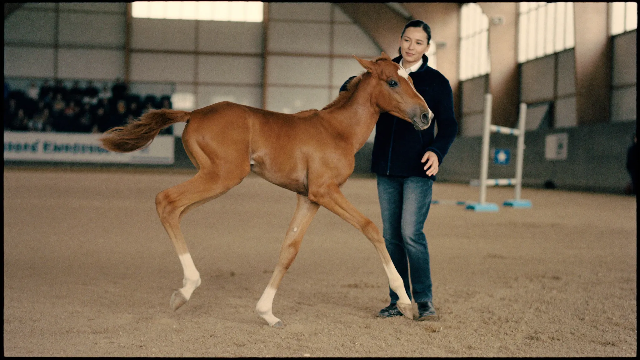 KWPN Online Foal Auctions 2026: Full Calendar, Video Days and Buyer Tips