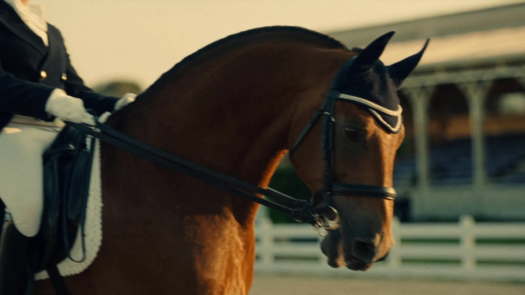 National Dressage Championships 2026 in Ermelo: Buyer's and Seller's Guide for Dressage Horses