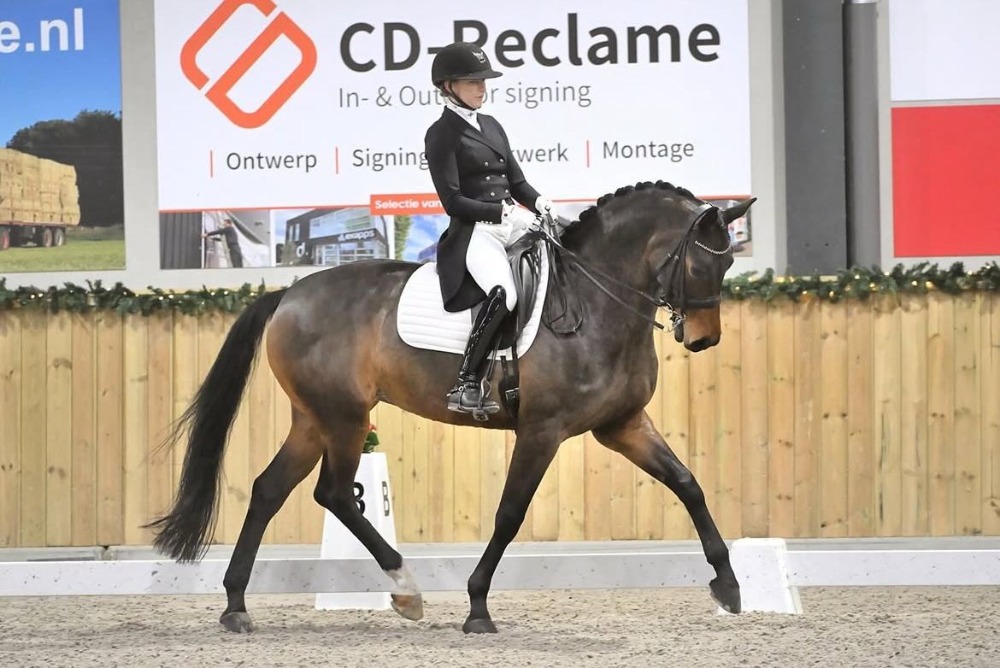 待售盛装舞步马匹 – forsale.horse:品质、天赋与潜力