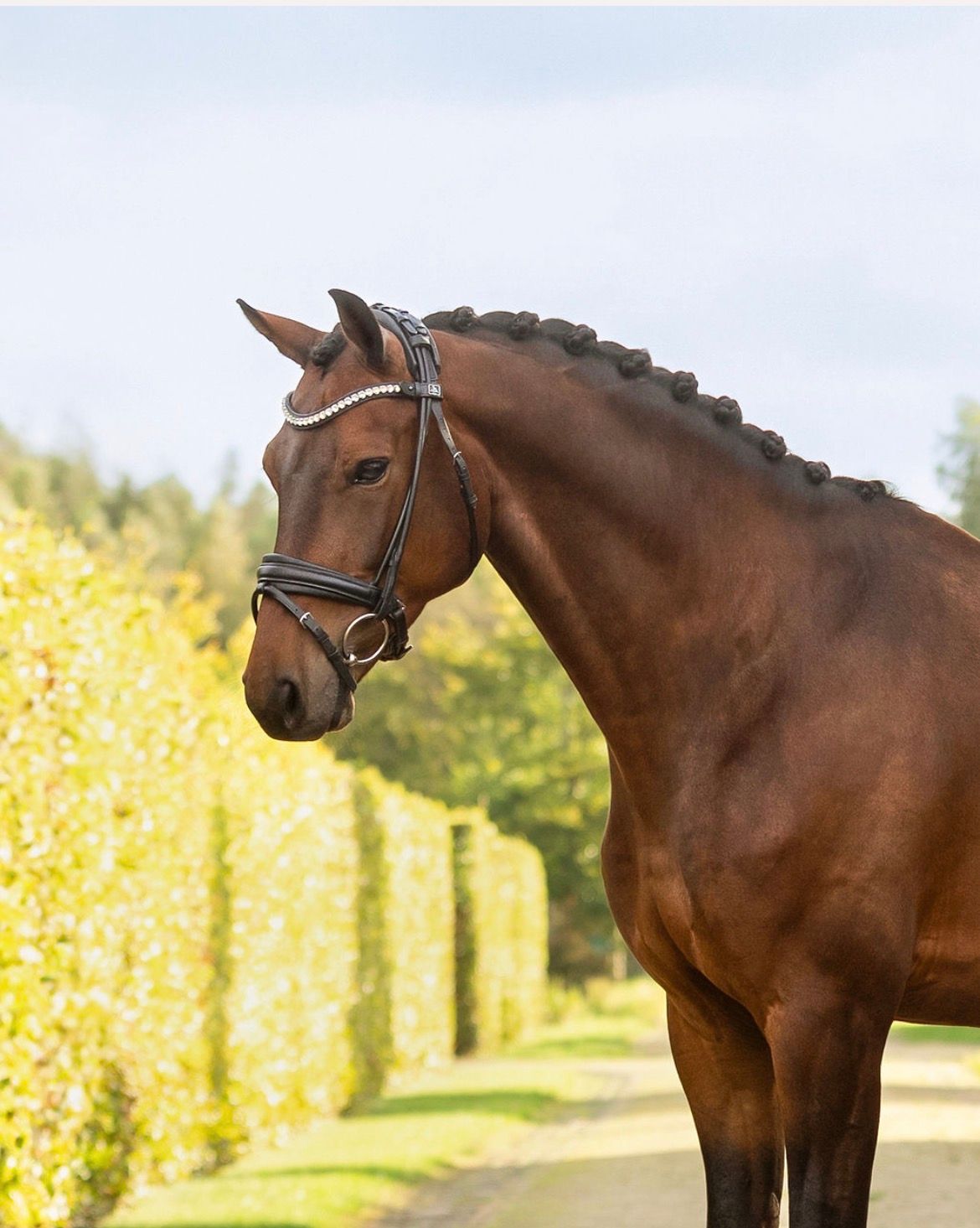 VV Sporthorses 