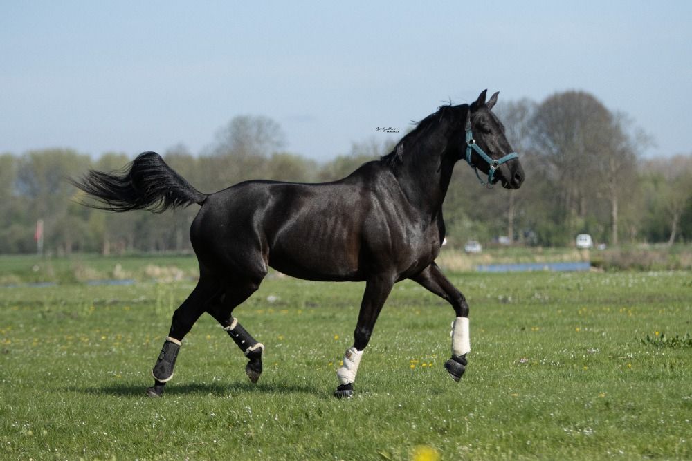 KWPN dressuurpaard Merrie 5 jaar te koop - Foto 3