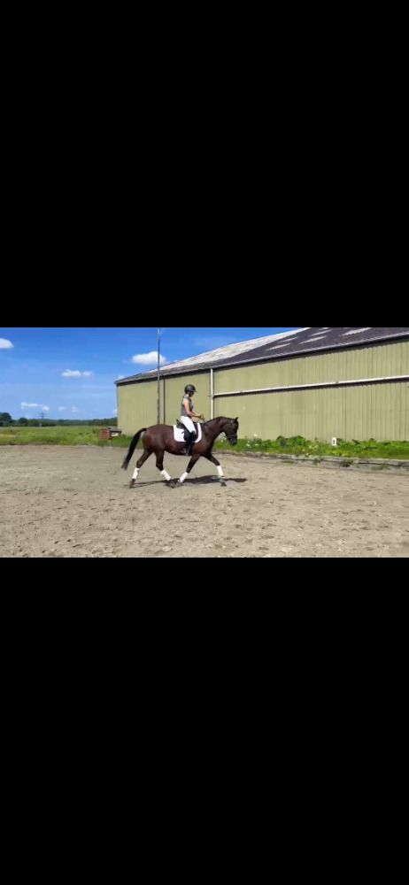 KWPN dressuurpaard Merrie 5 jaar te koop - Foto 2