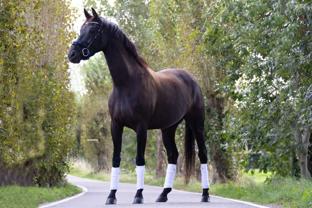 KWPN dressuurpaard Merrie 5 jaar te koop - Hoofdfoto