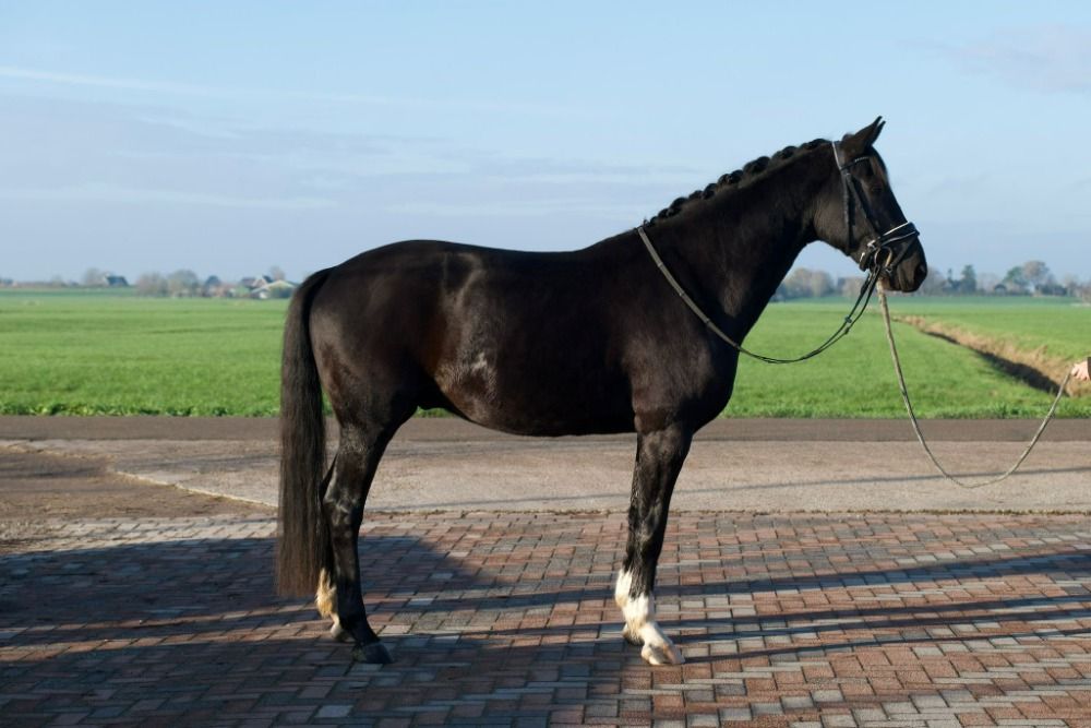 KWPN dressuurpaard Ruin 4 jaar Zwart te koop - Foto 4