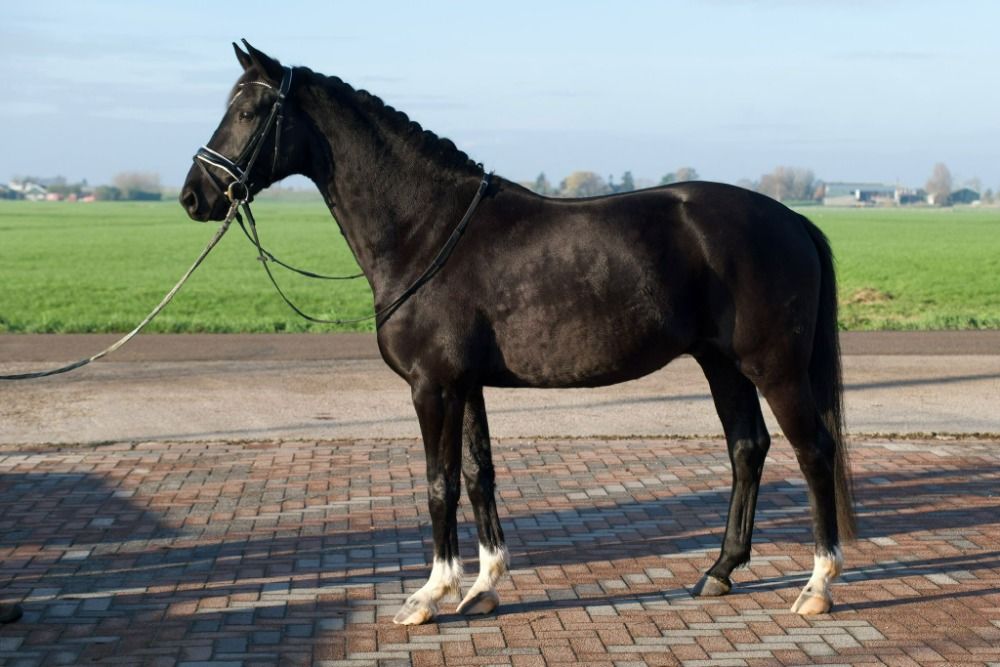 KWPN dressuurpaard Ruin 4 jaar Zwart te koop - Foto 3
