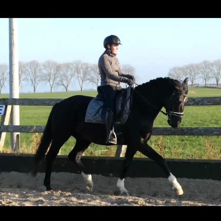 KWPN dressuurpaard Ruin 4 jaar Zwart te koop - Foto 5
