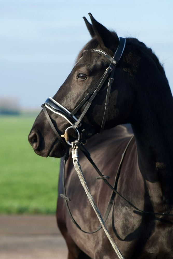 KWPN dressuurpaard Ruin 4 jaar Zwart te koop - Hoofdfoto