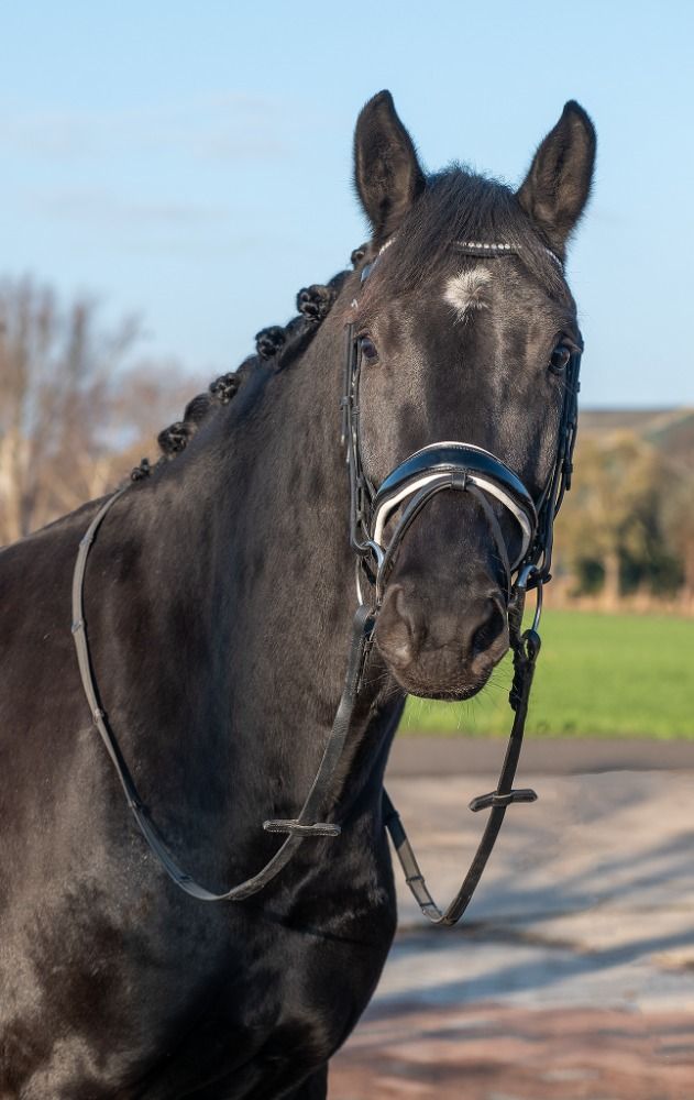 KWPN dressuurpaard Ruin 4 jaar Zwart te koop - Foto 2