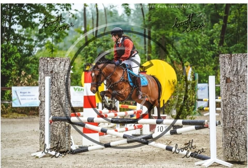 BWP springpony Ruin 12 jaar Bruin te koop - Foto 2