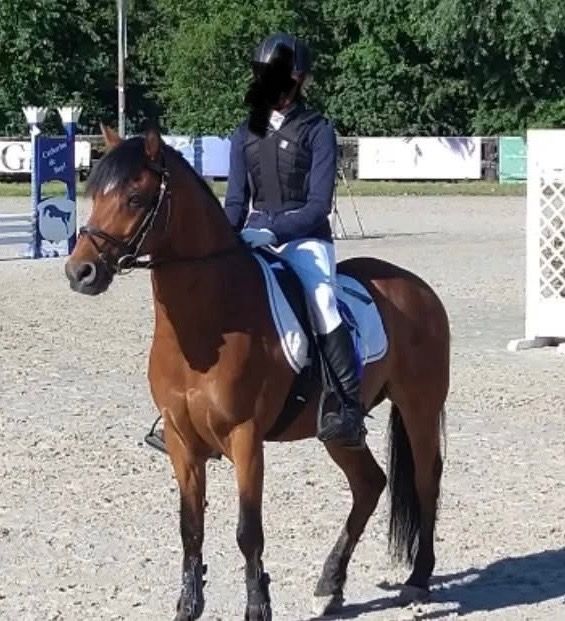 BWP springpony Ruin 12 jaar Bruin te koop - Foto 4