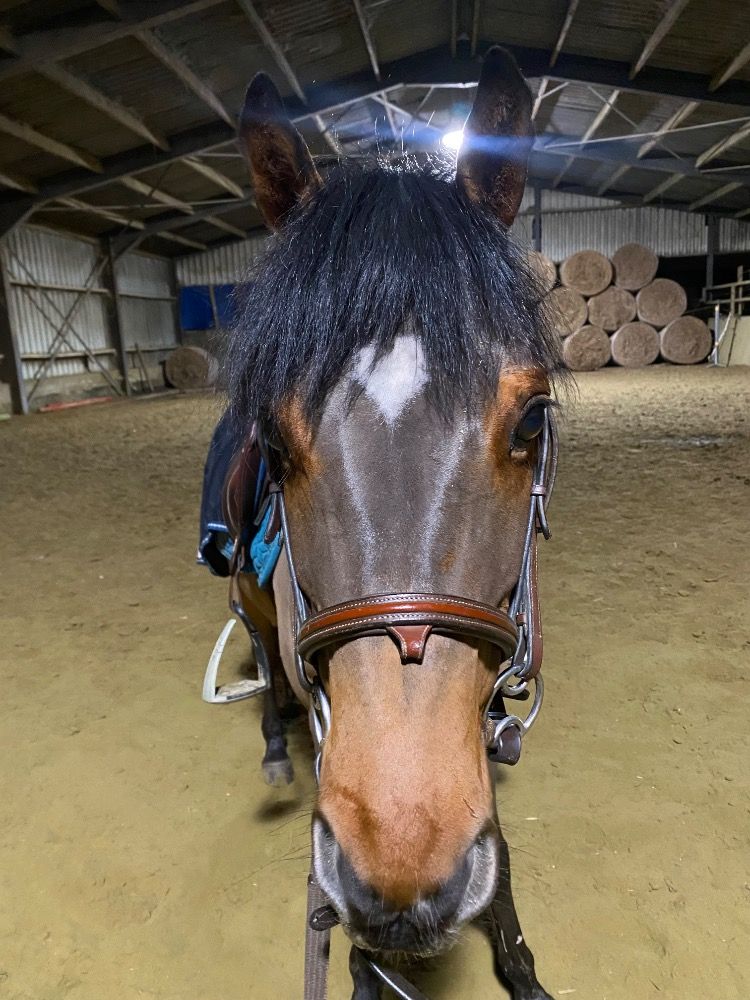 BWP springpony Ruin 12 jaar Bruin te koop - Foto 5