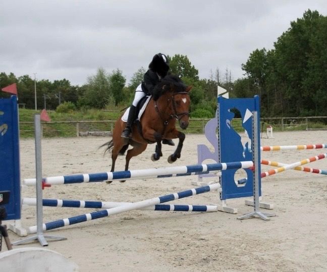 BWP springpony Ruin 12 jaar Bruin te koop - Foto 3