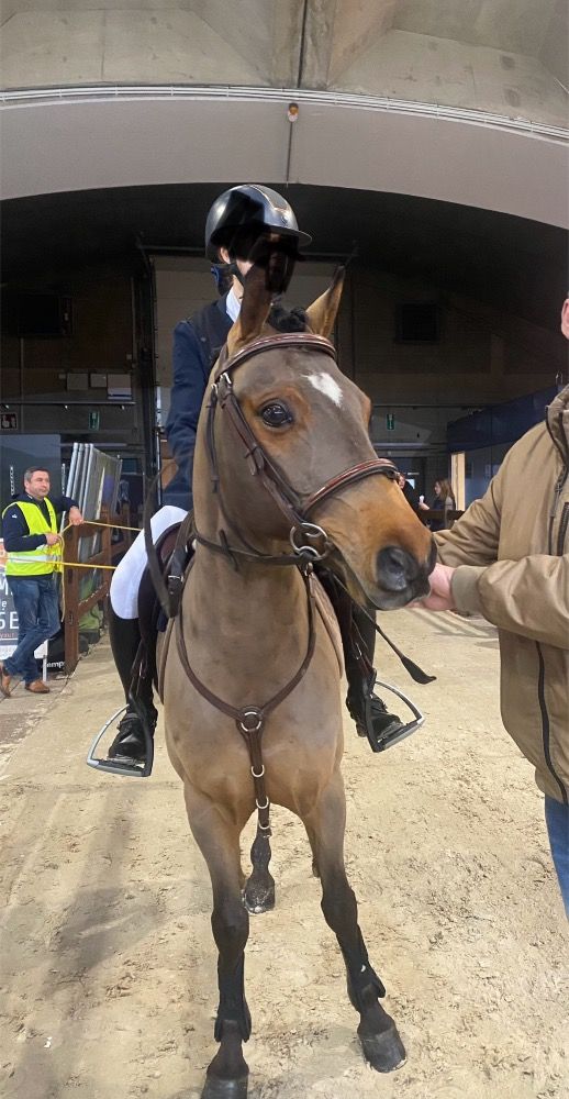 BWP springpony Ruin 12 jaar Bruin te koop - Foto 6
