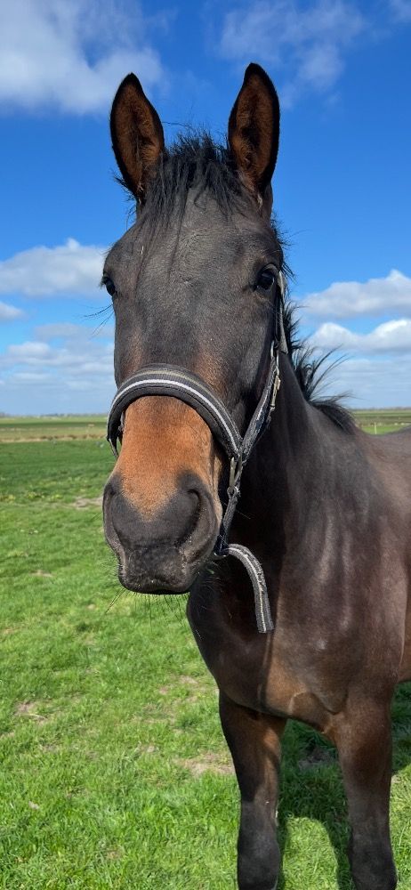 KWPN dressuurpaard Ruin 2 jaar Bruin te koop - Foto 4